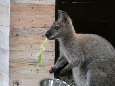Bennett Wallaby opgevangen