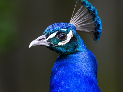 Blauwe pauwen en pony's opgevangen