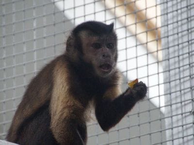 Dieren met een zwaar verleden vinden straks een nieuwe rustige thuis op de Zonnegloed