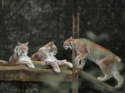 Dierenwelzijn en de vijf vrijheden: de toewijding van De Zonnegloed