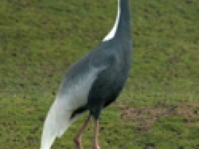 Een pracht van een vogel