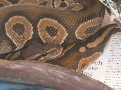 Koningspythons opgevangen