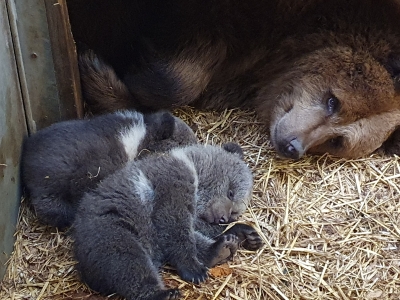 Malenky en Nanuq 1 jaar oud
