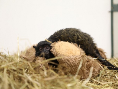 Roodhandtamarin opgevangen