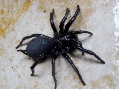Spaanse stierspin