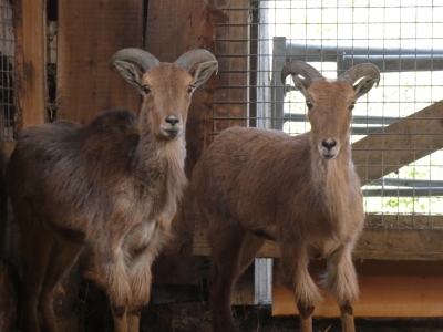 Twee manenschapen opgevangen