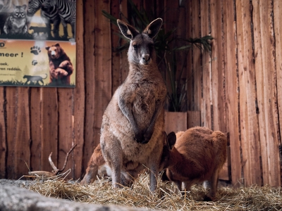 Van trauma naar vertrouwen: hoe De Zonnegloed wilde dieren helpt herstellen