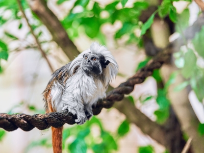 Van uitbuiting naar vrijheid: dierenrechten in actie bij De Zonnegloed