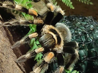 Vogelspinnen opgevangen