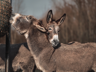 Waarom veel van onze dieren op 1 januari jarig zijn