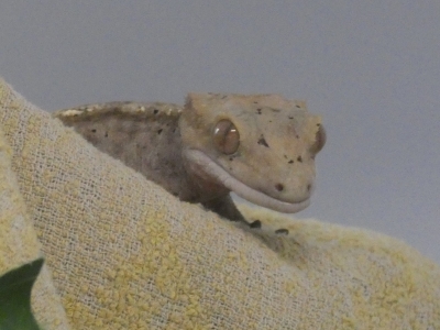 Wimpergekko opgevangen