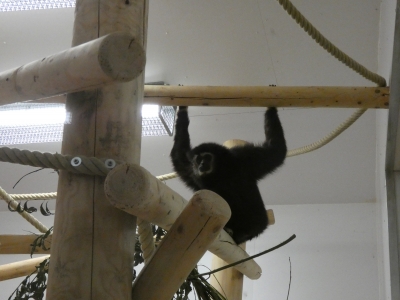 Withandgibbon Ami opgevangen